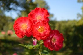 bright pink roses blooms