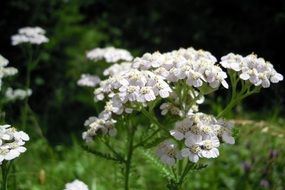 yarrow flower