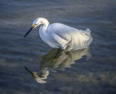 white heron stands still in clear water