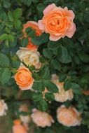 orange tea roses in bloom