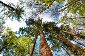 tall trees in the forest, bottom view