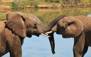 two african elephants