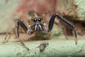 hairy spider close up