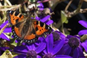 brown spotted butterfly on dark purple flowers close-up