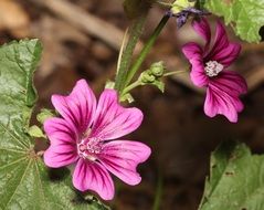 flowering pink mallow in the garden