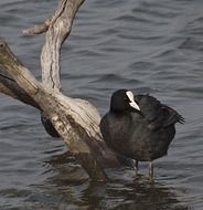 Eurasian coot in the water near the snag