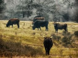 heck cattle