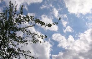tree crown beneath clouds