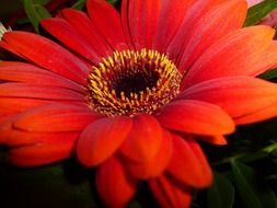 Beautiful red flower blossomes