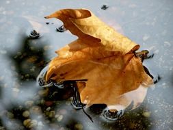 autumn leaf in water
