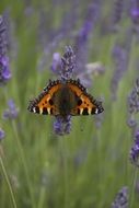 butterfly sitting on the lavender flower