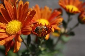 Honey bee on orange flowers