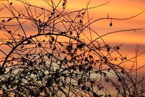 branches of dry plant at orange evening sky