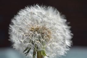 white fluffy dandelion bud in the summer