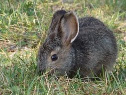 gray little rabbit on green grass