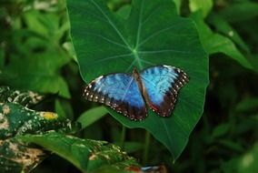 beautiful black and blue butterfly on a green leaf