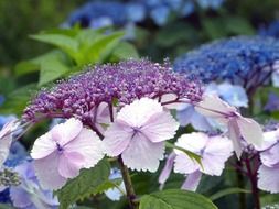 variety of hydrangeas in the garden on a blurred background