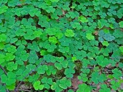 green clover on the forest cover