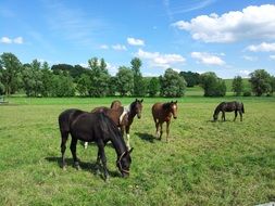 pasturing horses paddock landscape