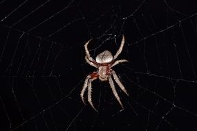 orb weaving spider on cobweb at darkness