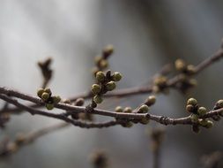 buds on a spring tree close-up