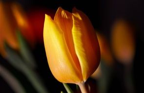 Yellow tulip on a blurred background