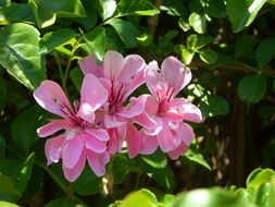 green ornamental bush with pink flowers