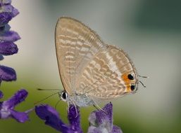 butterfly with transparent wings on a purple flower