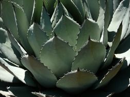 green prickly agave in the wild