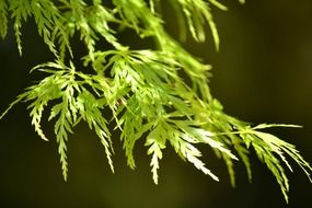 Green foliage in spring