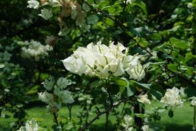 white flowers of Bougainvillea, el salvador