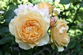 Lush light yellow roses on a bush