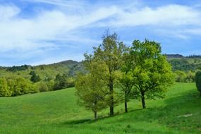 panorama of green trees on the hills