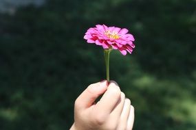 Beautiful blooming flower in the hand