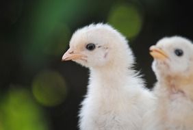 cute young chicks