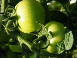 raw green tomato