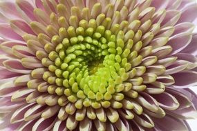 yellow bright chrysanthemum close