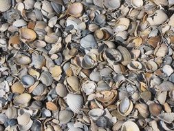 many shells of mussels close up