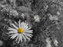 aster blossom on a grey background