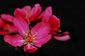 Beautiful colorful crabapple flowers