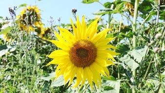 beautiful and delightful sunflower