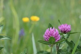 red clover on green meadow