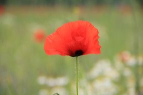macro photo of Red poppy flower blossomes