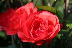 scarlet rose flowers