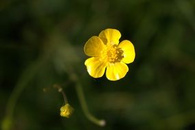 Yellow bright flowers