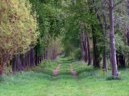 trail in green forest