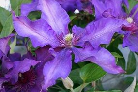 purple clematis flowers in the garden