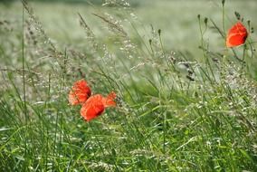 red poppy klatschmohn flowers
