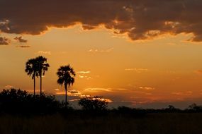 landscape with palm tree silhouettes at colorful sunset