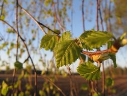 young green birch leaves in spring